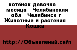 котёнок девочка, 1,5 месяца - Челябинская обл., Челябинск г. Животные и растения » Кошки   